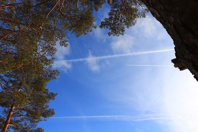 Low angle view of trees against blue sky