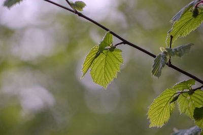 Close-up of green leaves on twig