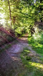 Road amidst trees in forest