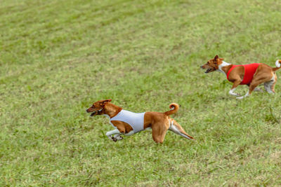 Running two basenji dogs in red and white jackets across the meadow on lure coursing competition