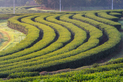 Scenic view of green plants growing on field