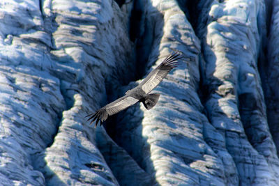 Full frame shot of birds flying over blue sky