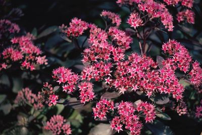 Close-up of pink flowering plants