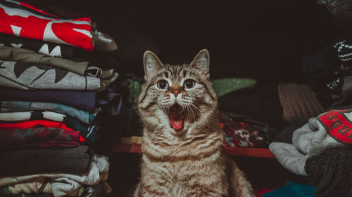 Portrait of cat by clothes in wardrobe at home