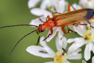 Close-up of insect on red flower