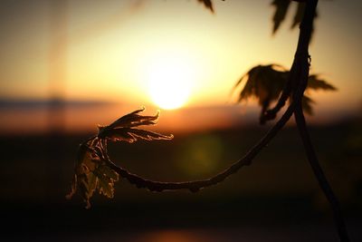 Close-up of silhouette plant against sunset