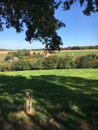 Trees on field against sky