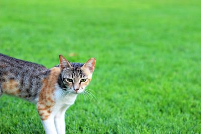 Cat looking away on field