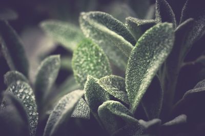 Close-up of plant