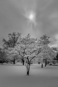 Bare trees on snow covered landscape