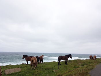 Horses in the sea against sky