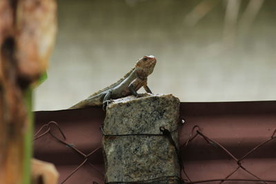 Lizard sitting in the stone on the park in the morning . lizard sitting in the stone in rainy day