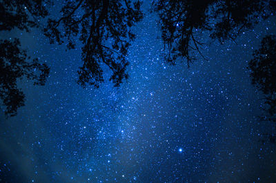 Low angle view of trees against sky at night