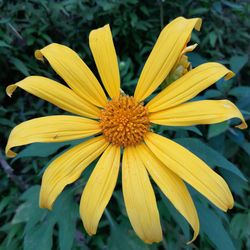 Close-up of yellow flower