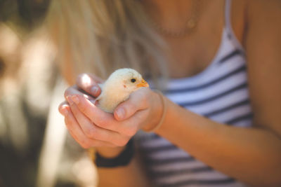 Close-up of hand holding young bird