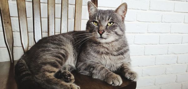 Portrait of cat sitting against wall