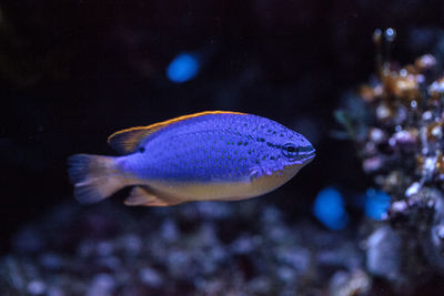 Close-up of fish swimming in aquarium