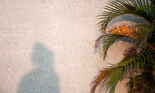 View of shadow of person on wall by plant outdoors