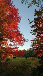 Trees on field during autumn