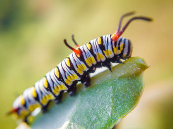 Close-up of insect on leaf