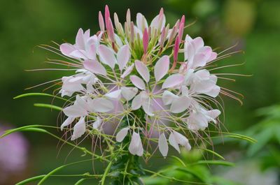 Close-up of flowers blooming outdoors