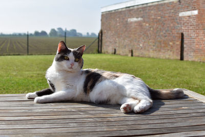 Cat resting on a wall