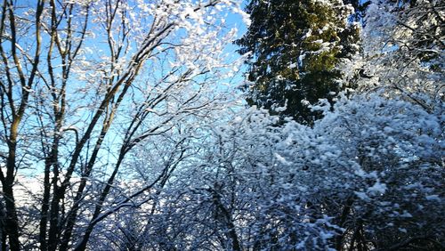 Low angle view of trees against sky during winter