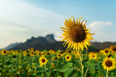 Close-up of sunflower on field against sky