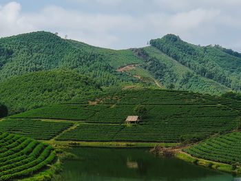 Scenic view of agricultural field against sky