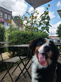 Dog at outdoor cafe