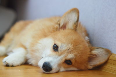 Close-up portrait of dog resting on floor at home