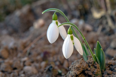 Close-up of white flowering plant