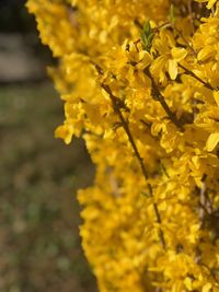 Close-up of yellow flowering plant