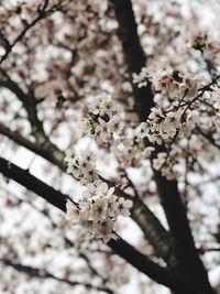 Close-up of apple blossoms in spring