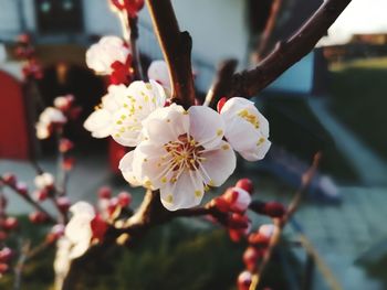 Close-up of white cherry blossom