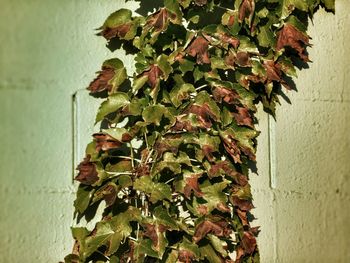 Ivy growing on wall