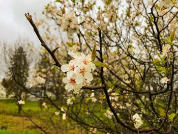 Apple blossoms in spring