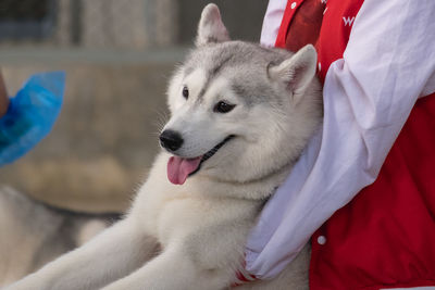 Close-up of dog looking away