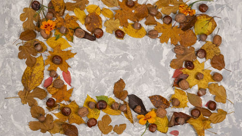 High angle view of multi colored leaves on white background