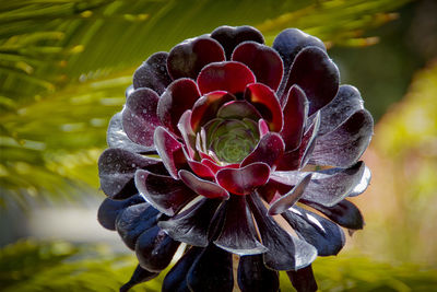 Close-up of red flower