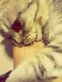 Close-up of cat relaxing