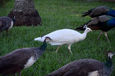 Birds on grassy field