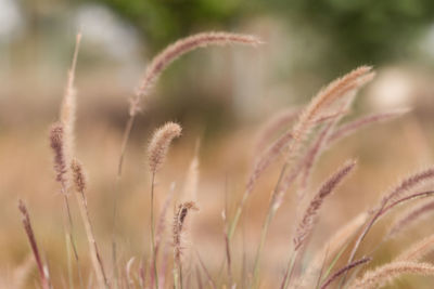 Close-up of stalks in field