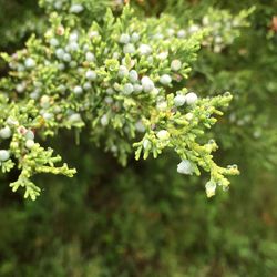 Close-up of plant