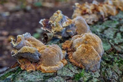 Close-up of mushrooms growing on rock