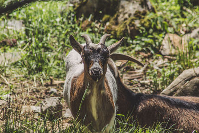 Portrait of deer on field