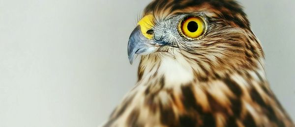 Close-up portrait of a bird