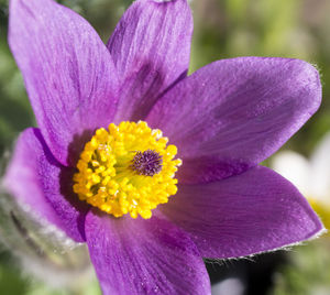 Close-up of flower blooming outdoors