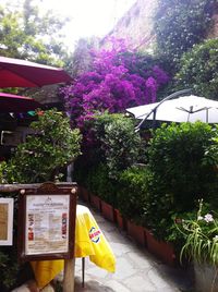 Close-up of pink flowering plants against trees