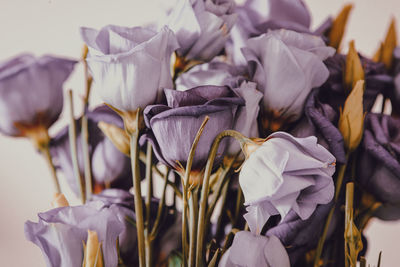 Close-up of wilted flower